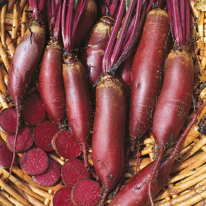 Picture of Beetroot Cylindra